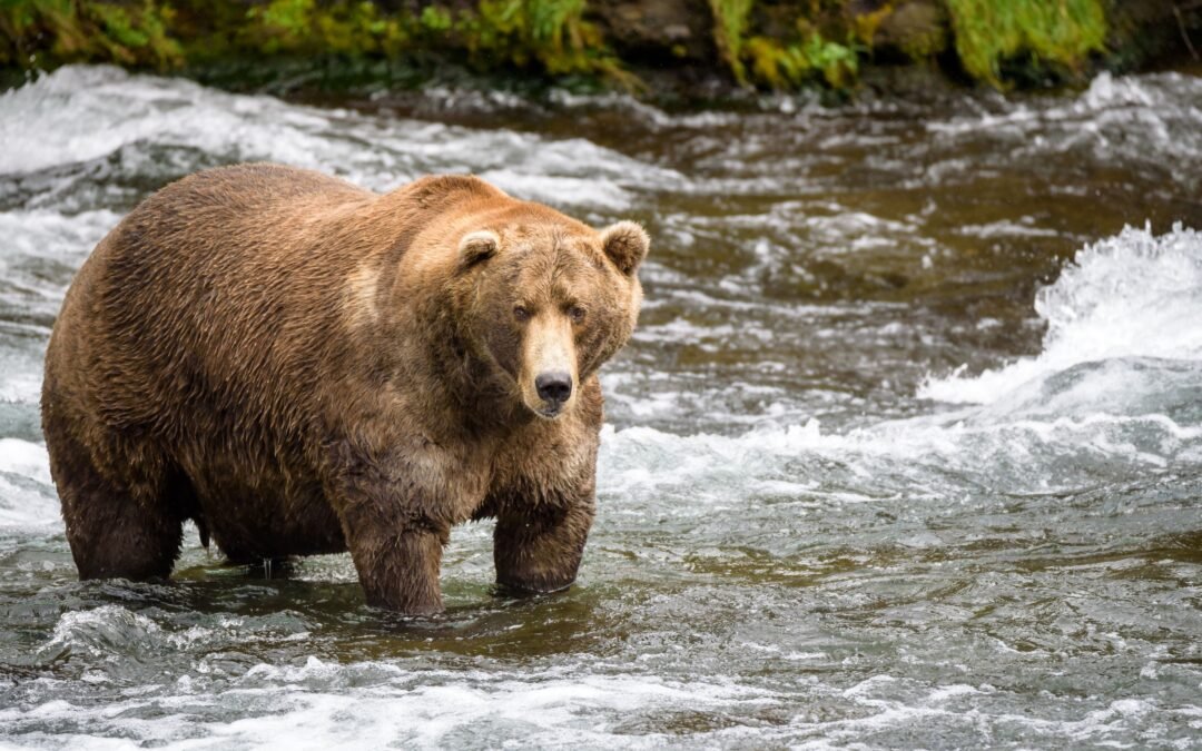 Battle Of The Chonks! Fat Bear Week Is Coming