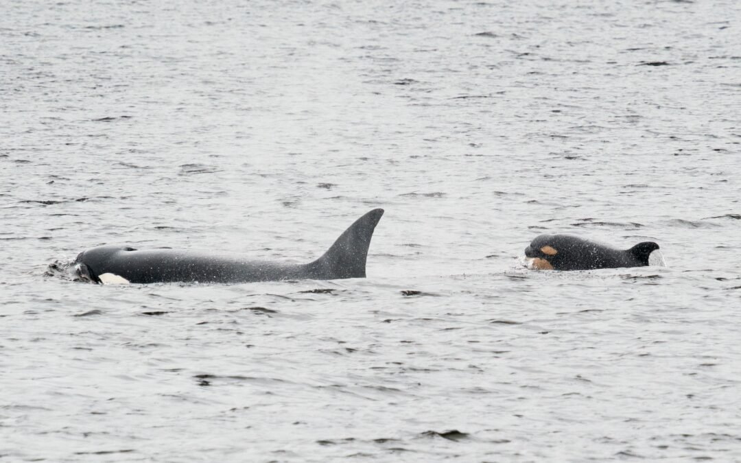 Heroic Orca That Carried Deceased Newborn 1,000 Miles Is Back In The Headlines For All The Right Reasons